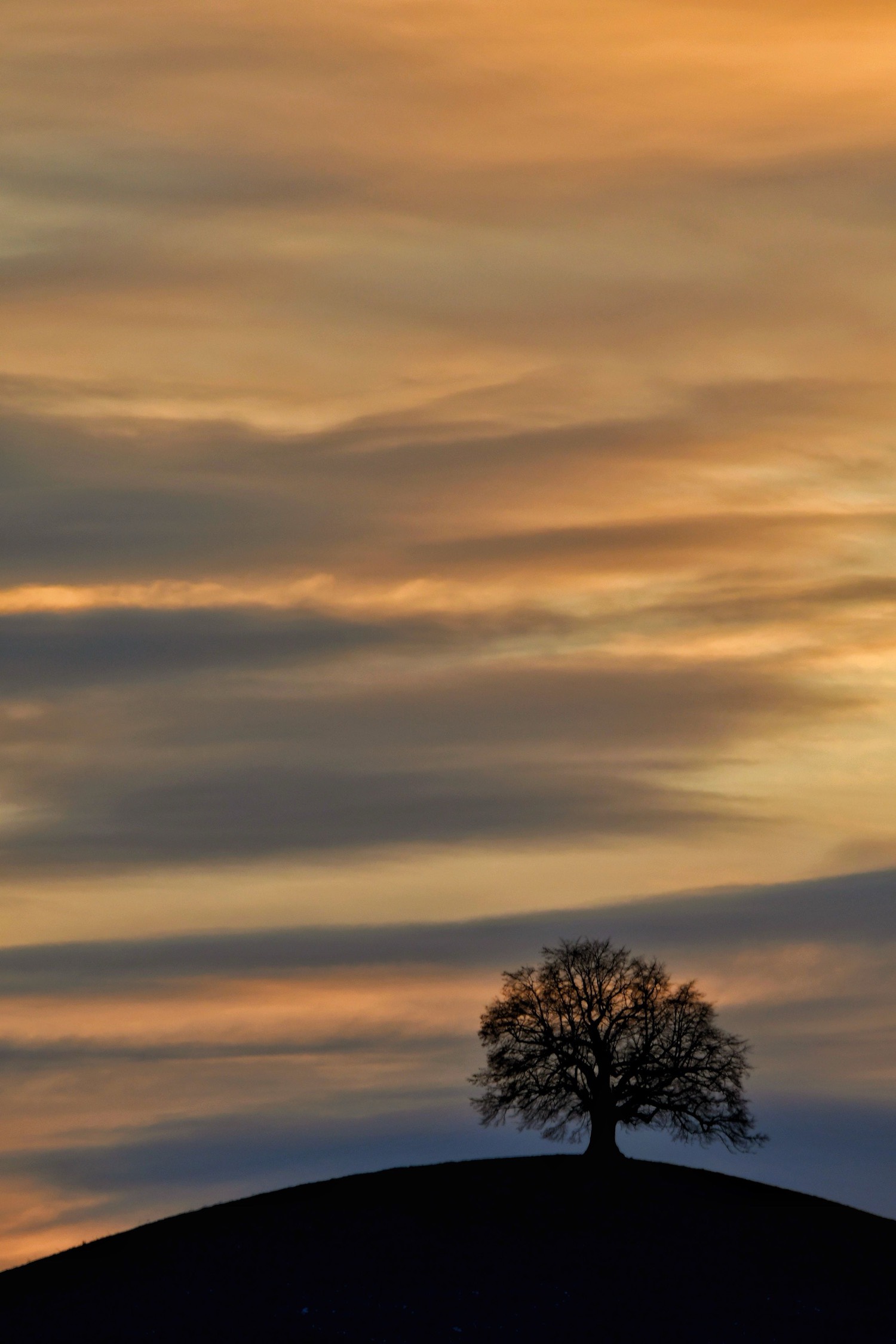 Oak at sunset