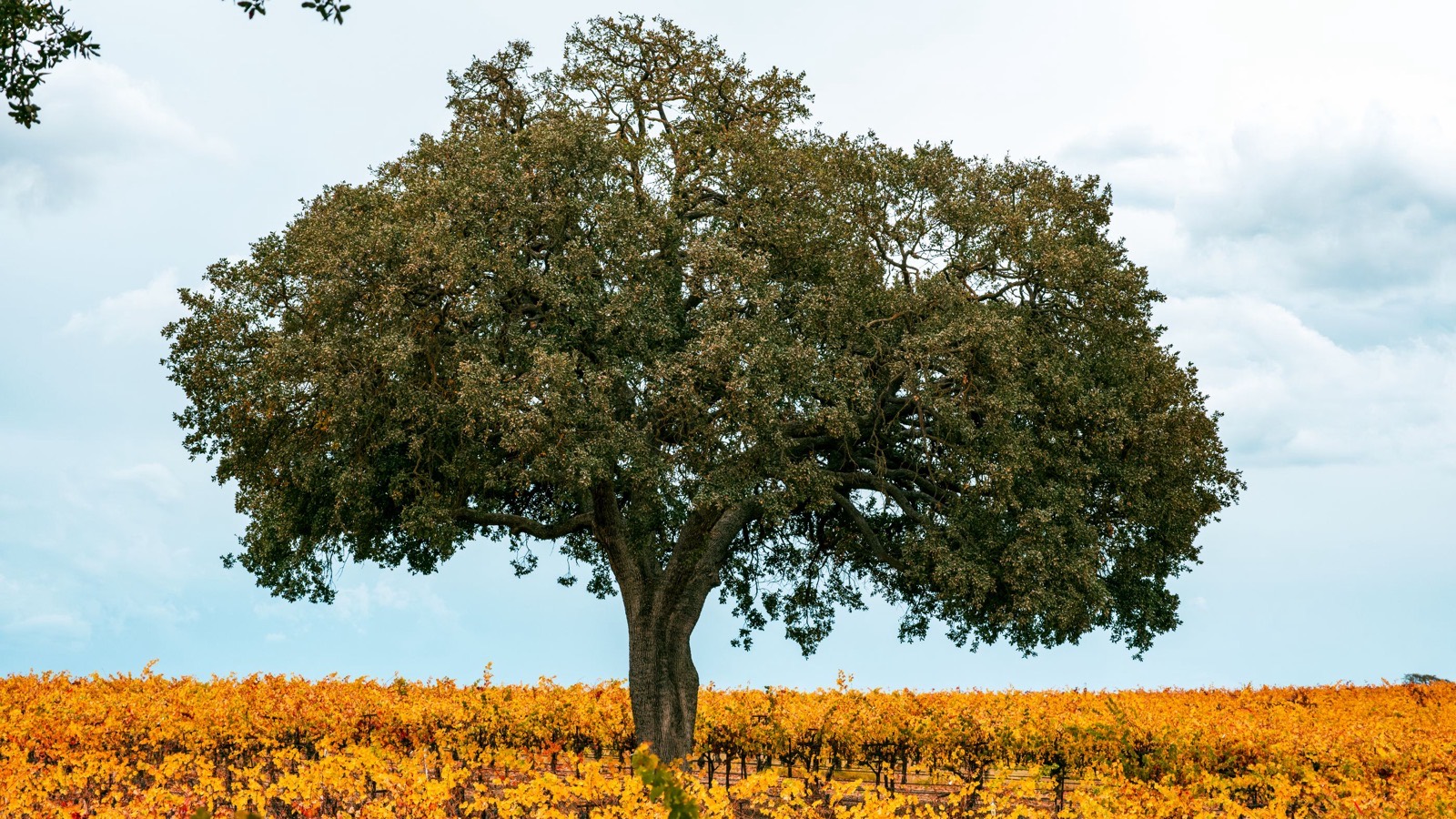 Foothill vineyard in autumn